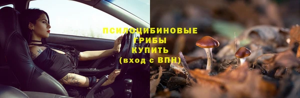гашик Алексин